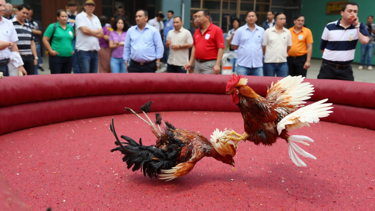 Tìm hiểu đôi nét về sảnh đá gà ở nhà cái 789P